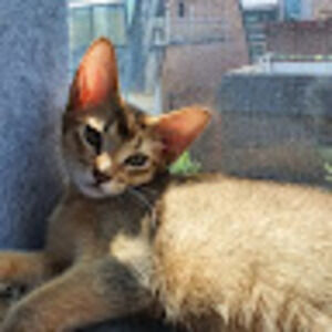 Meet your Posher, Iris